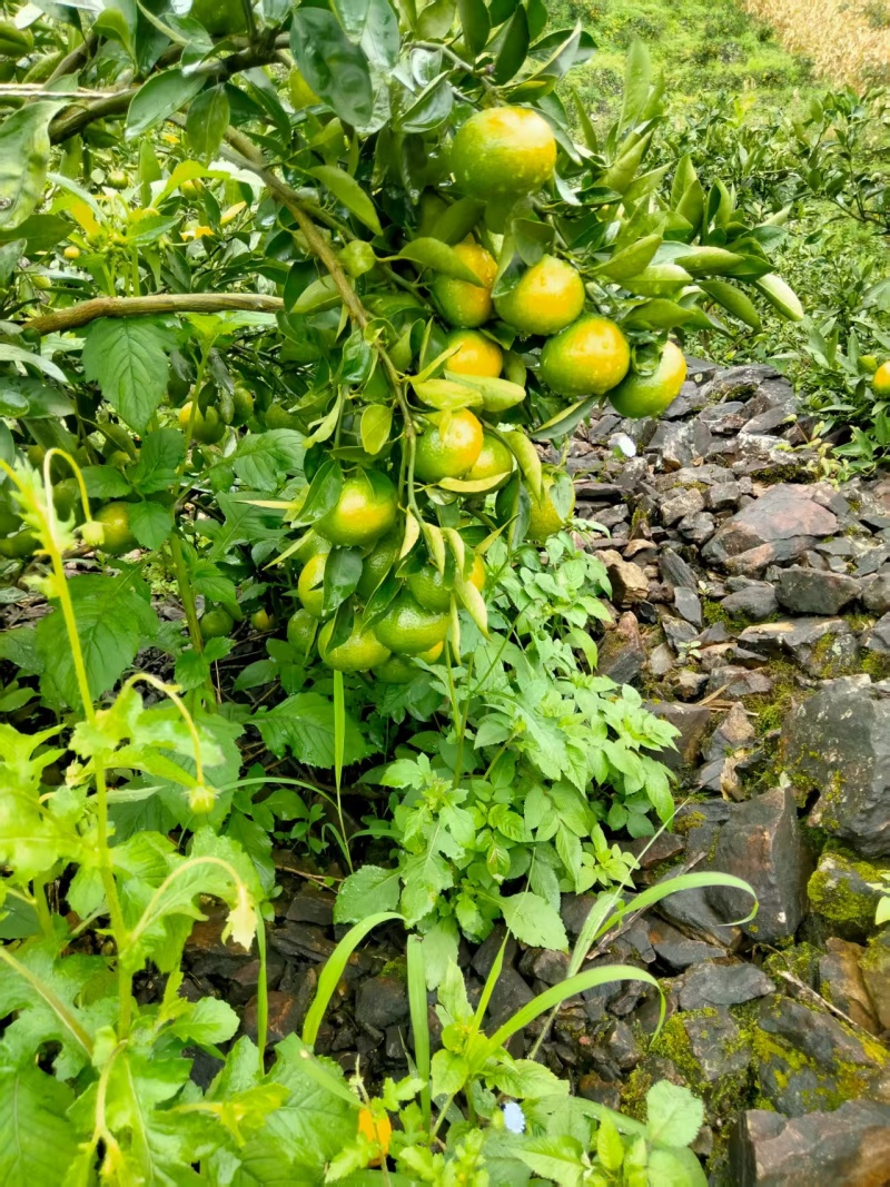 给钱就卖，第一次合作价钱无所谓当交个朋友