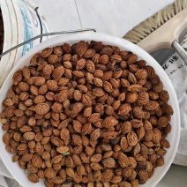 毛桃核