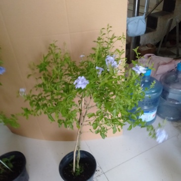 高杆蓝雪花盆栽四季大苗带花苞庭院开花耐热花卉耐晒植物好养
