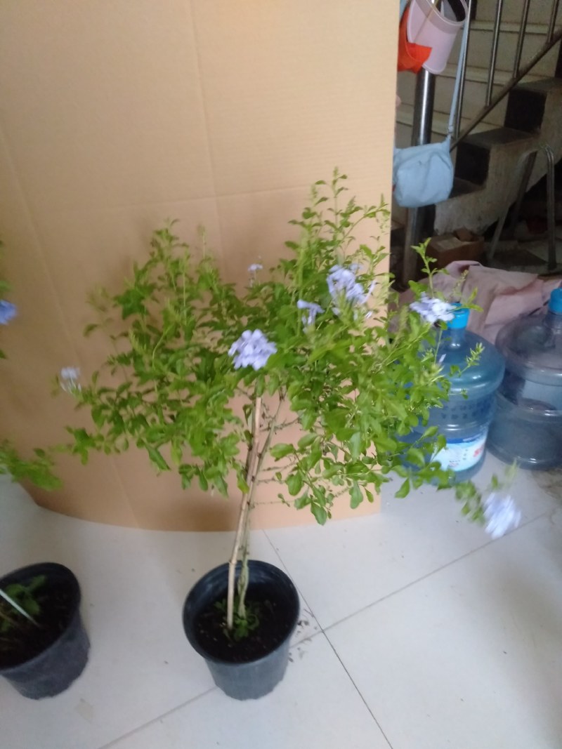 高杆蓝雪花盆栽四季大苗带花苞庭院开花耐热花卉耐晒植物好养
