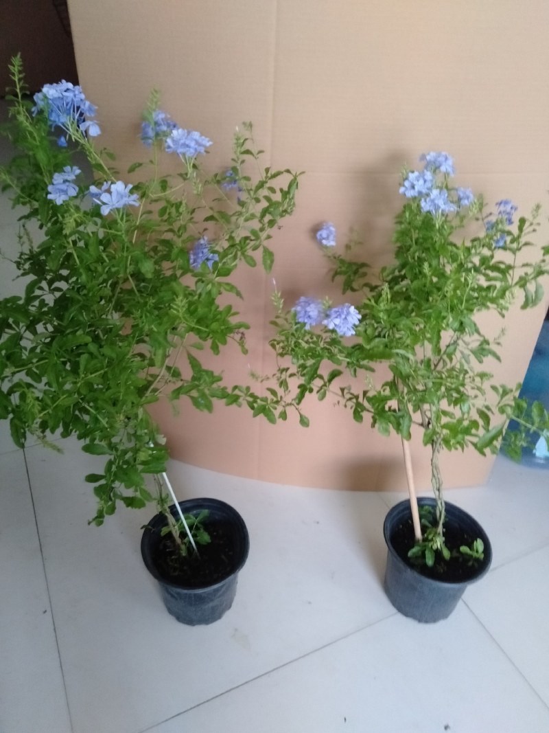 高杆蓝雪花盆栽四季大苗带花苞庭院开花耐热花卉耐晒植物好养