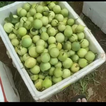 精品百香果，湛江百香果，市场货，电商货，质量全国