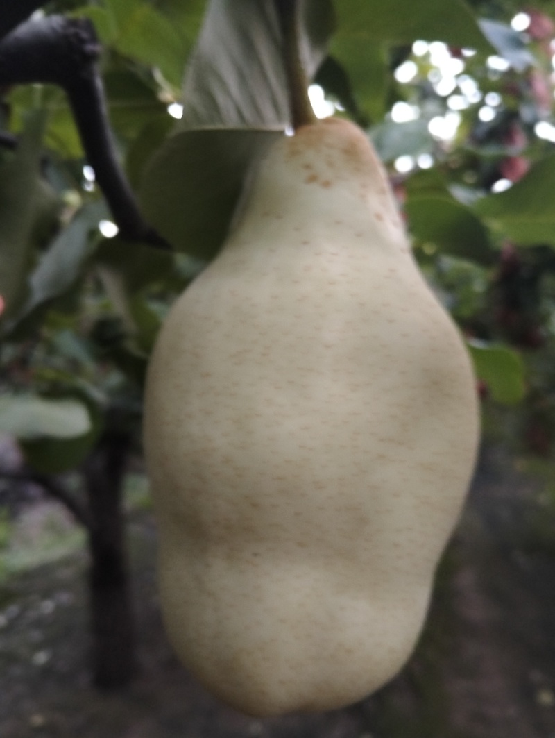 我有三十多年的种植经验，自家果园有需要黄冠梨，五九香梨的