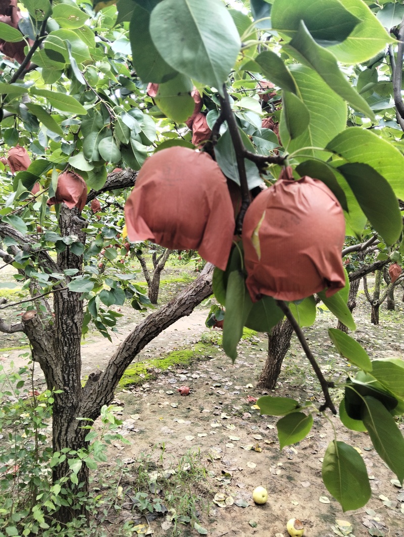 我有三十多年的种植经验，自家果园有需要黄冠梨，五九香梨的