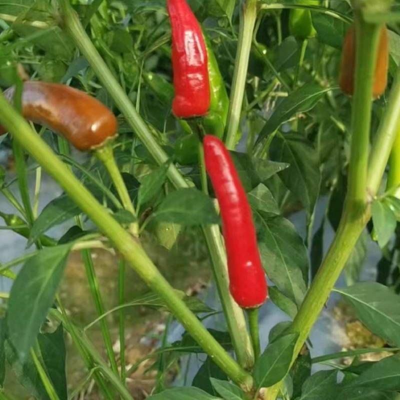 火锅椒，子弹头，艳椒