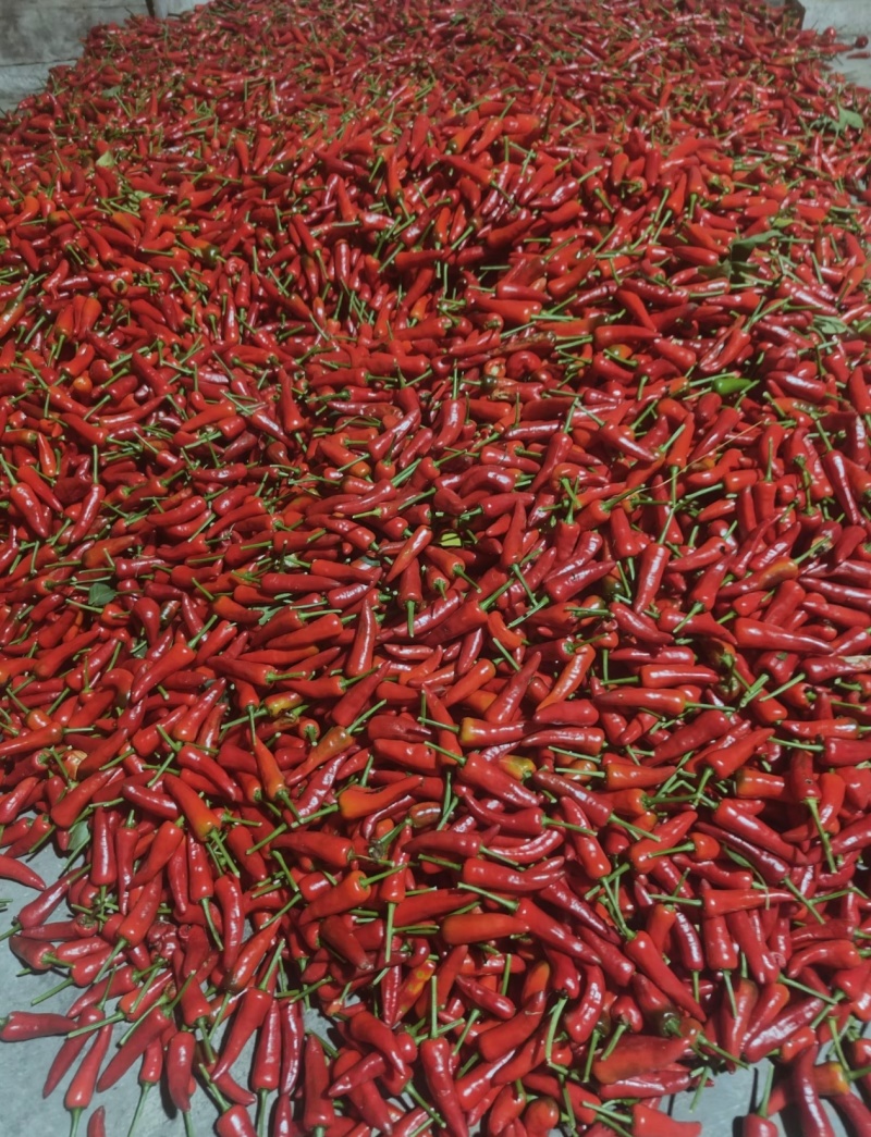 火锅椒，子弹头，艳椒
