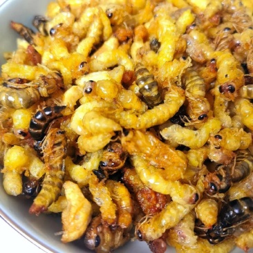 纯野生高蛋白油炸蜂蛹