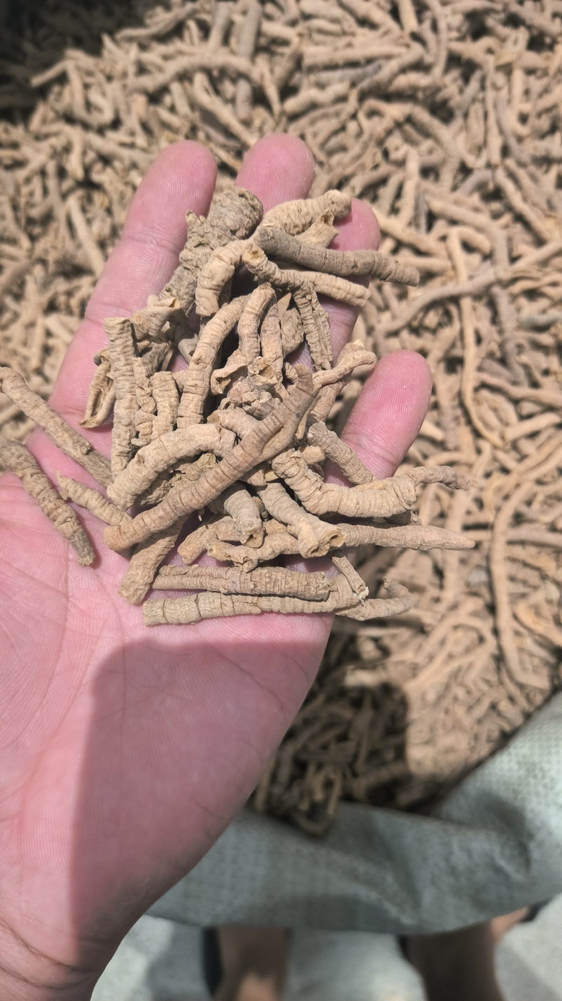 远志无硫***质量保证规格齐全诚信经营批发零售