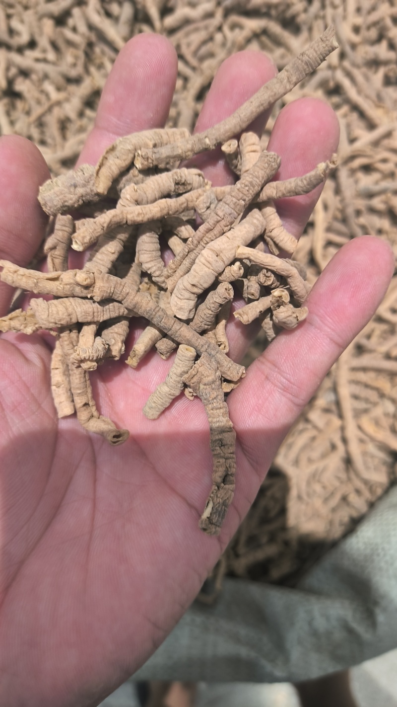 远志无硫***质量保证规格齐全诚信经营批发零售