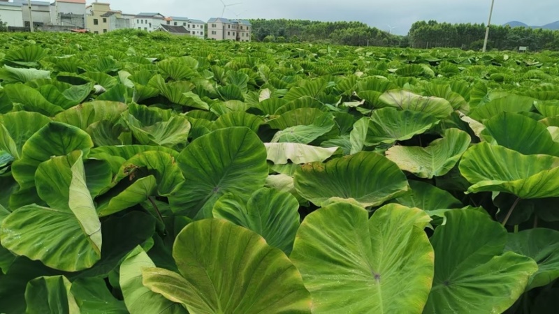 3万亩荔浦芋头种子荔浦芋头种苗
