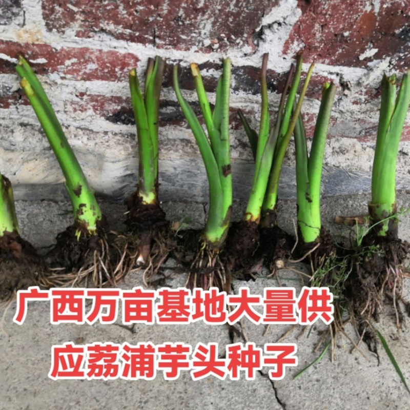 3万亩荔浦芋头种子荔浦芋头种苗