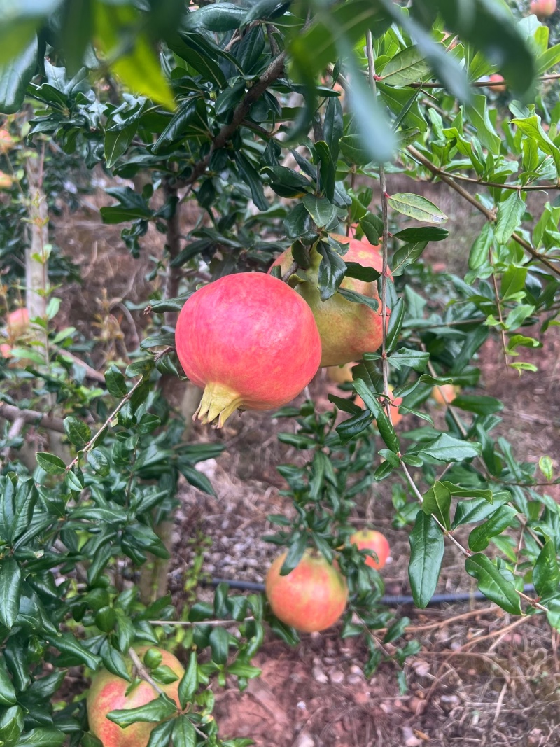 突尼斯软籽石榴，四川会理