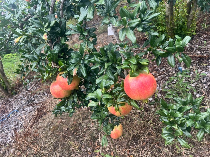 突尼斯软籽石榴，四川会理