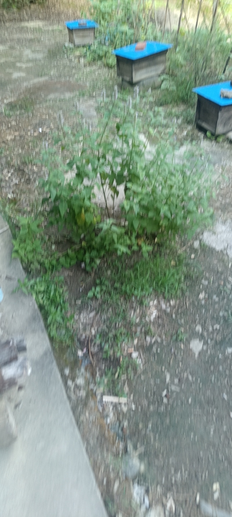 百花蜜糖