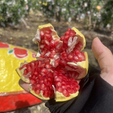 软籽石榴需要找我