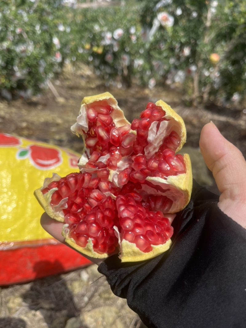 软籽石榴需要找我