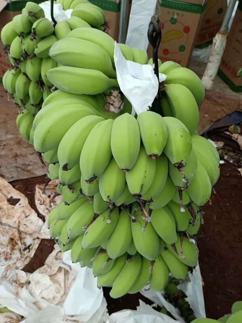 精品香蕉苹果蕉产地直供大量现货供应欢迎来电咨询