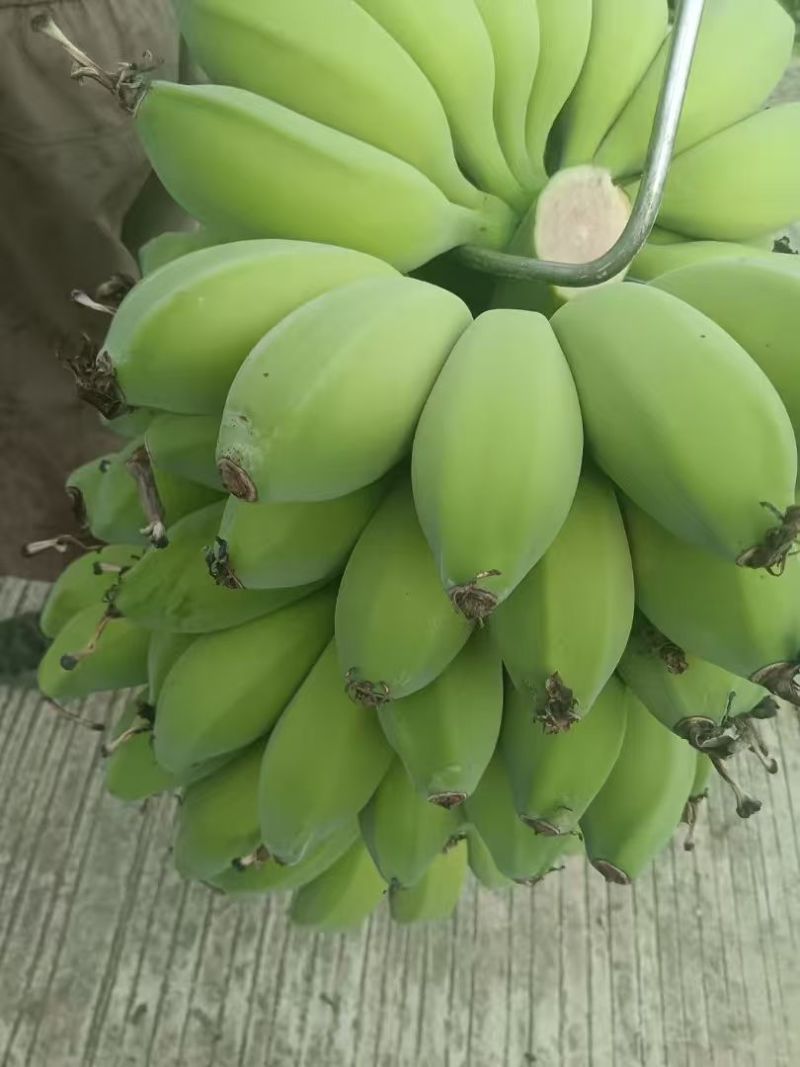 精品香蕉苹果蕉产地直供大量现货供应欢迎来电咨询