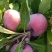 吉林通榆兴隆山镇吉盛李子（桃李子）1万五千斤