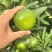 湖南江永蜜橘