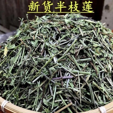 半枝莲新货半枝莲批发零售量大从优