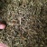 半枝莲新货半枝莲批发零售量大从优