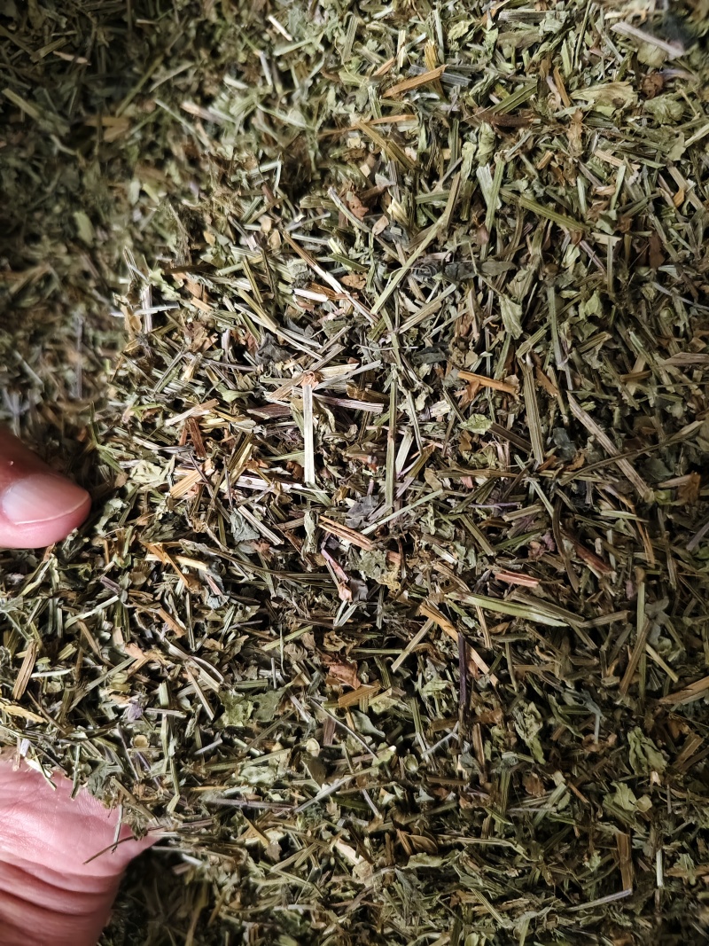 半枝莲新货半枝莲批发零售量大从优