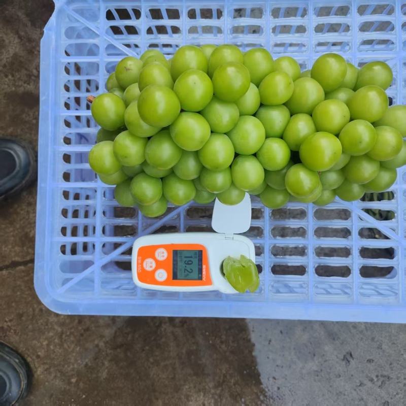 陕西渭南阳光玫瑰产地一手货源量大价优欢迎随时联系