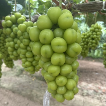 🍇大量现货供应，价格美丽，质量稳定，糖度高