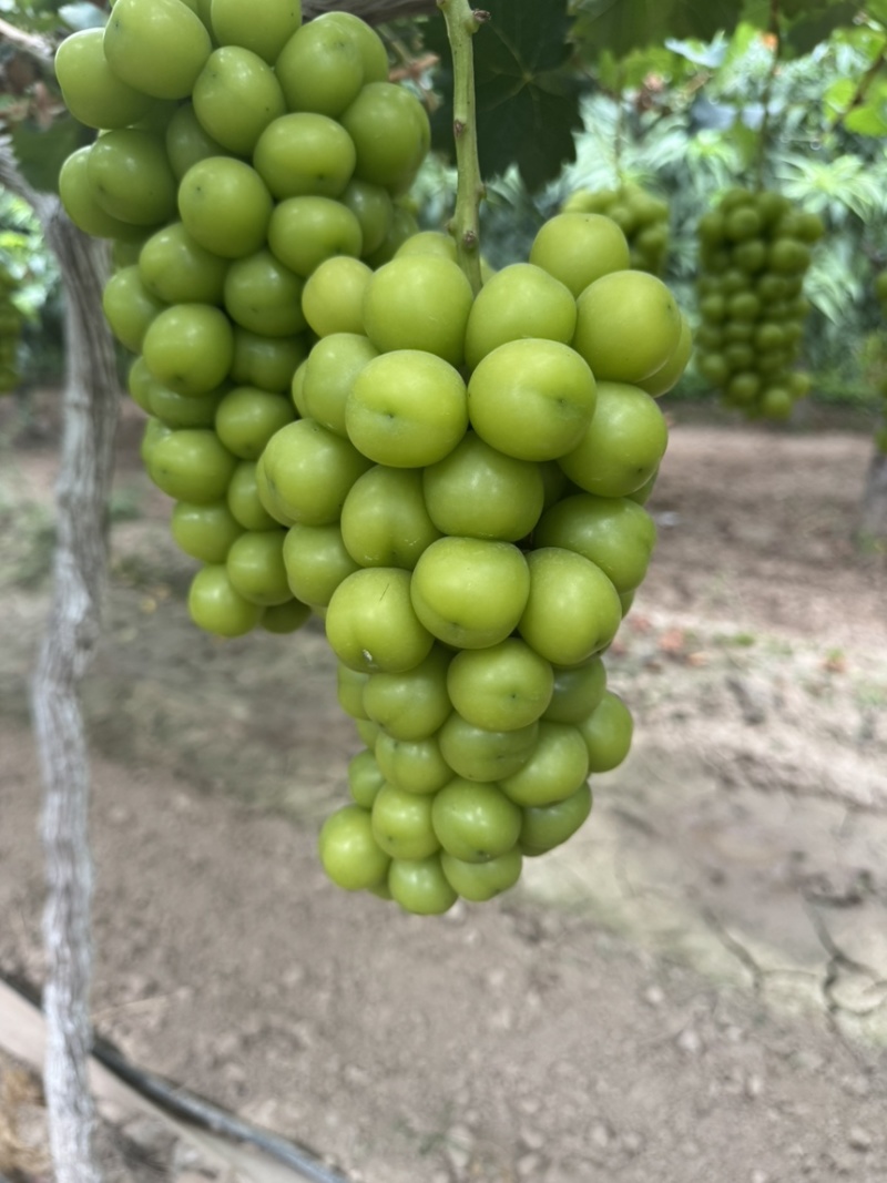🍇大量现货供应，价格美丽，质量稳定，糖度高