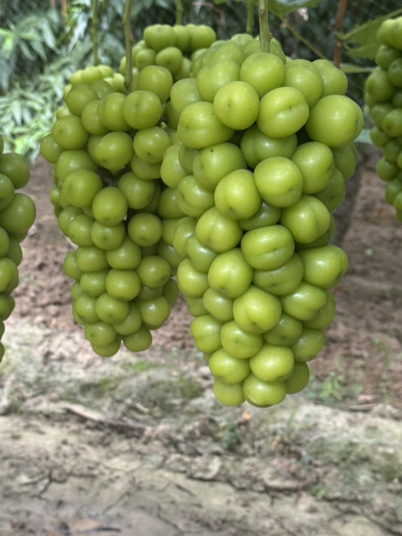 🍇大量现货供应，价格美丽，质量稳定，糖度高