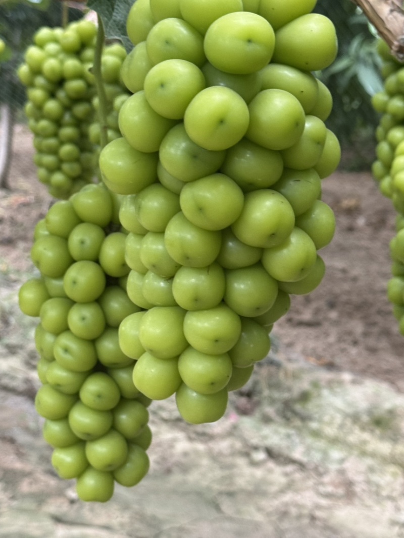 🍇大量现货供应，价格美丽，质量稳定，糖度高