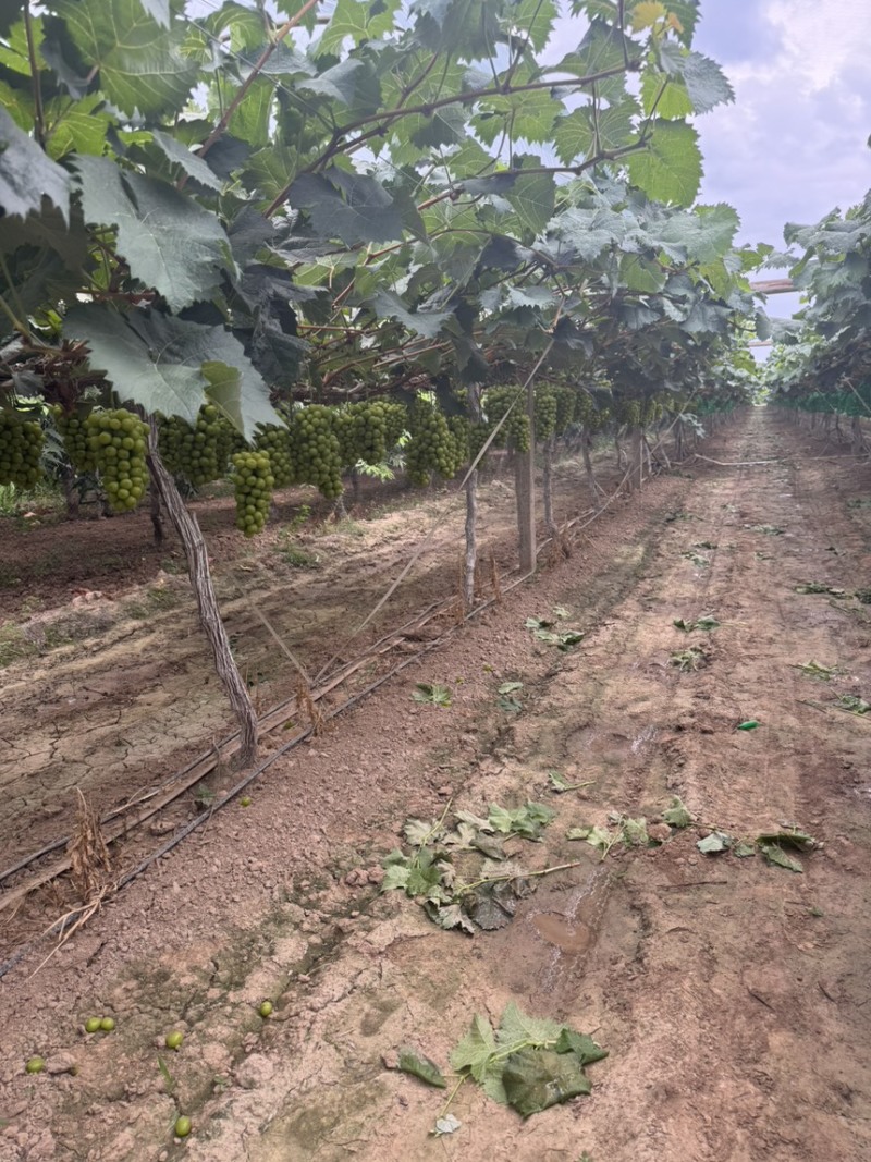 🍇大量现货供应，价格美丽，质量稳定，糖度高