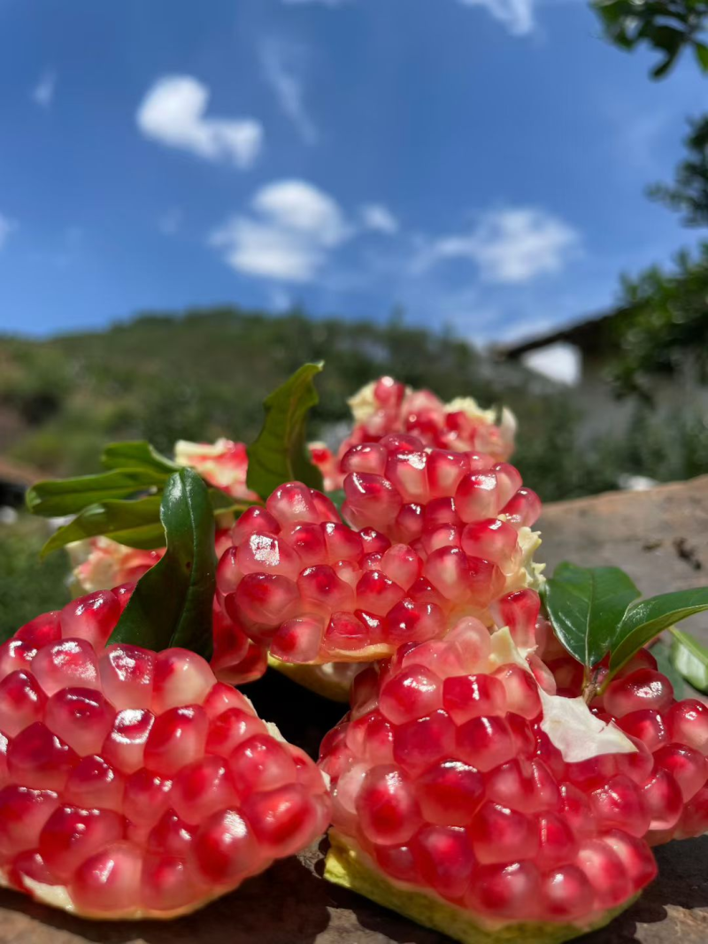 四川会理突尼斯软籽石榴，高山石榴，产地直发，大量供货