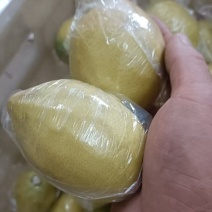 广东黄果柠檬香水柠檬酸爽可口对接全国市场量大从优欢迎采购