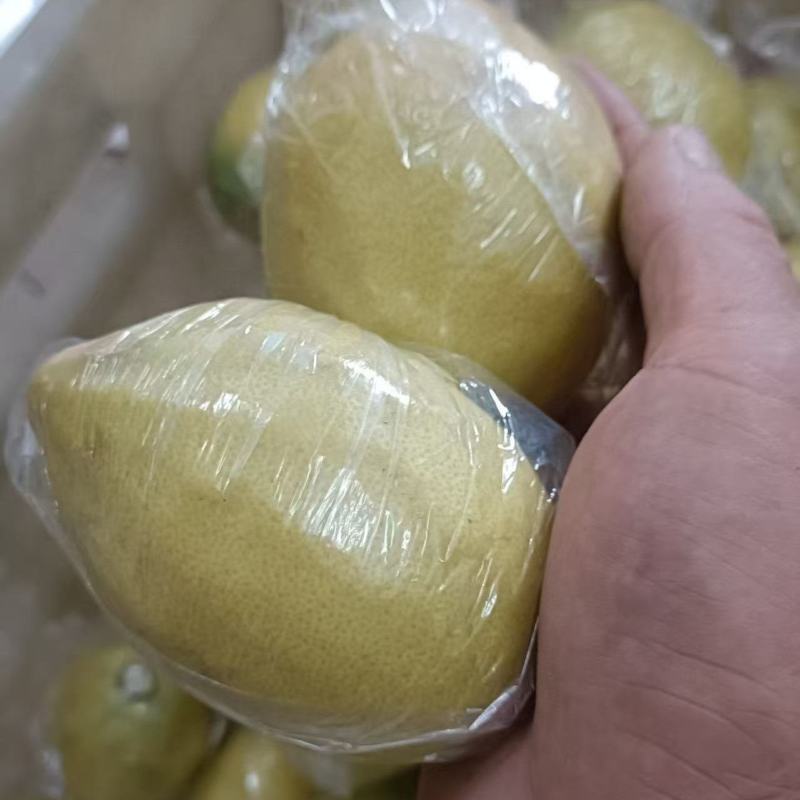 广东黄果柠檬香水柠檬酸爽可口对接全国市场量大从优欢迎采购