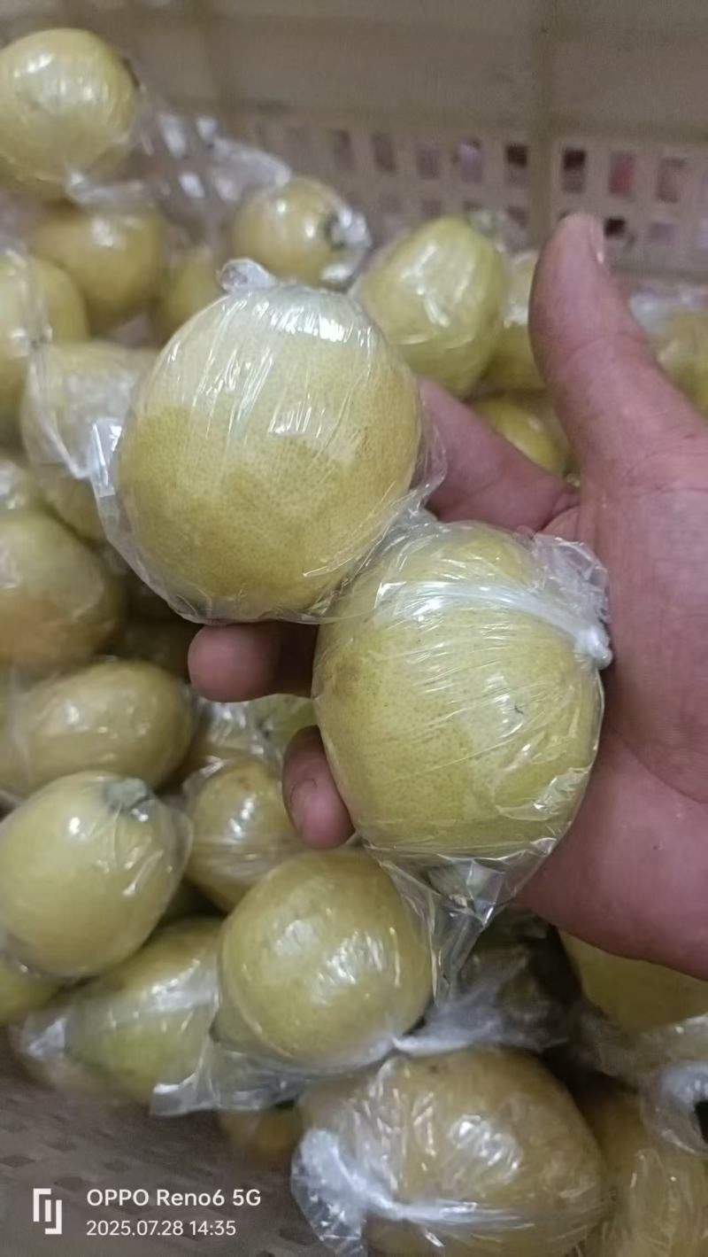 广东黄果柠檬香水柠檬酸爽可口对接全国市场量大从优欢迎采购