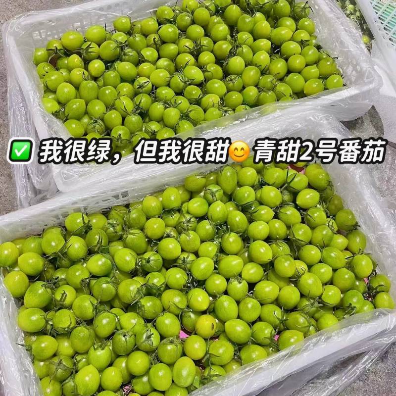青甜2号圣女果清甜小番茄对接市场商超电商支持一件代发