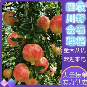 四川突尼斯软籽石榴产地直发全国供应欢迎来电咨询