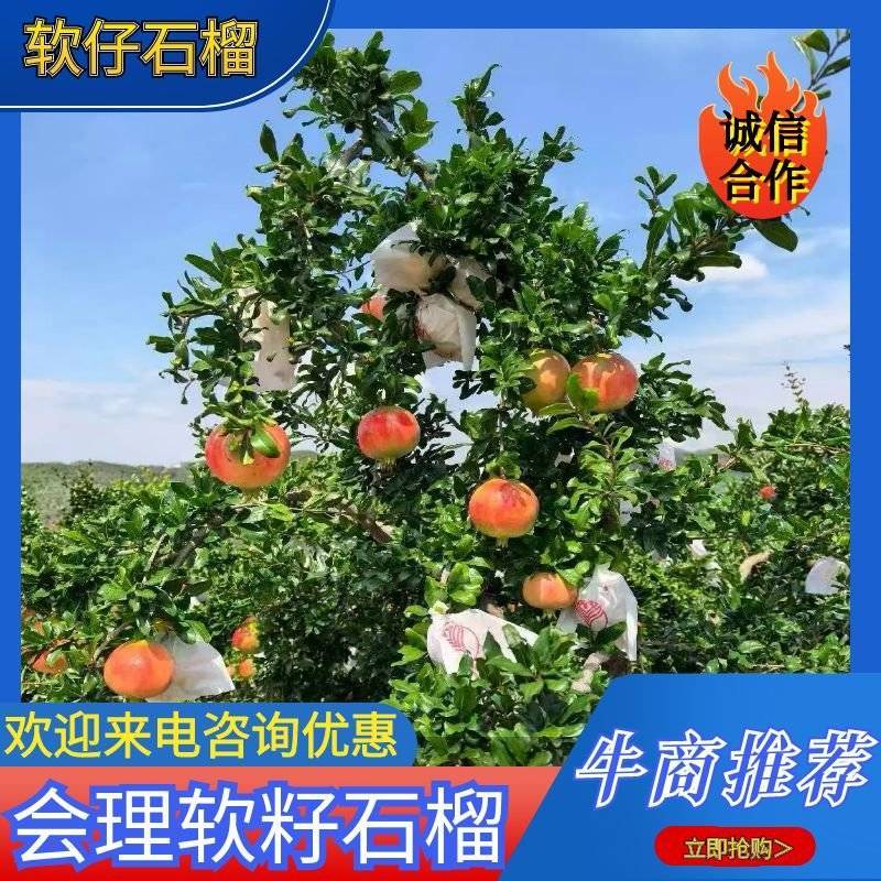 会理突尼斯软籽石榴产地直发市场电商出口货供应