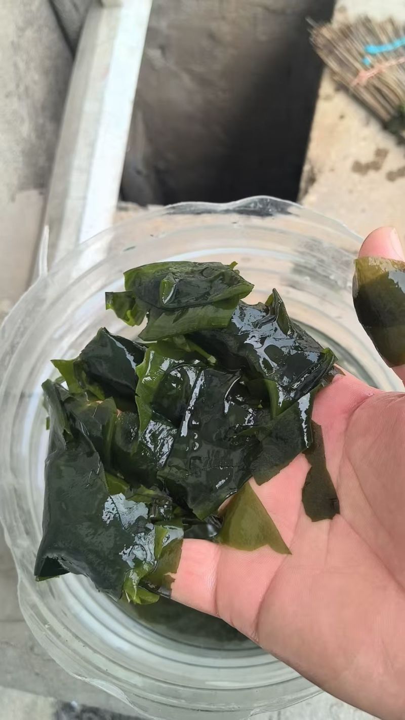 一级裙带菜，干度好，颜色翠绿漂亮，干净无杂质