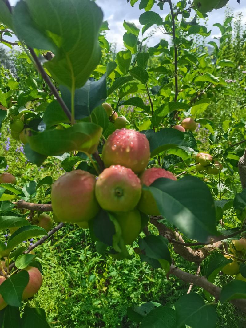 河北省承德市围场县八区123苹果，红太平（沙果）甜脆口