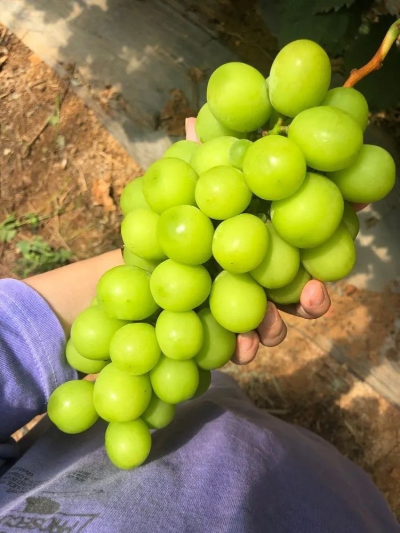 葡萄阳光玫瑰皮薄多汁口感脆甜现摘现发欢迎咨询