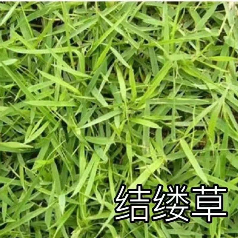 进口结缕草种子草坪草籽四季长青矮生耐践踏庭院足球场草种子