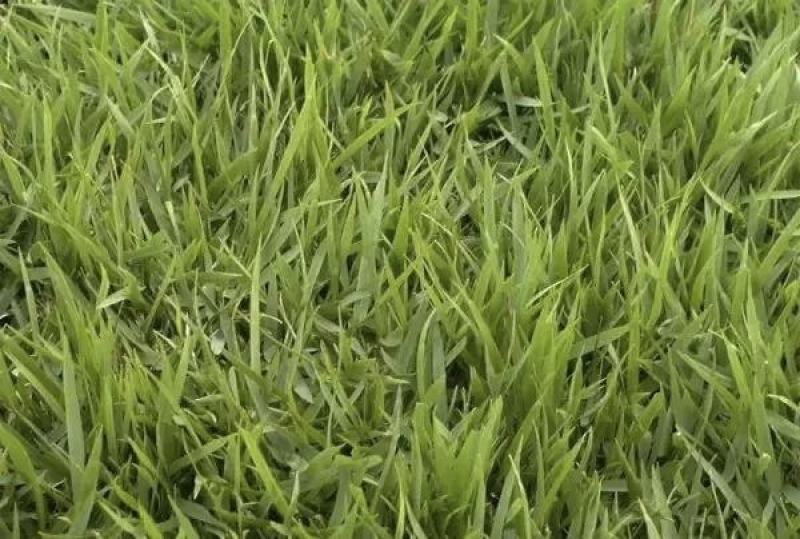 进口结缕草种子草坪草籽四季长青矮生耐践踏庭院足球场草种子