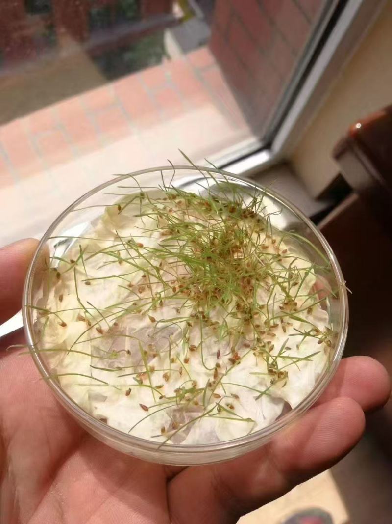 进口结缕草种子草坪草籽四季长青矮生耐践踏庭院足球场草种子