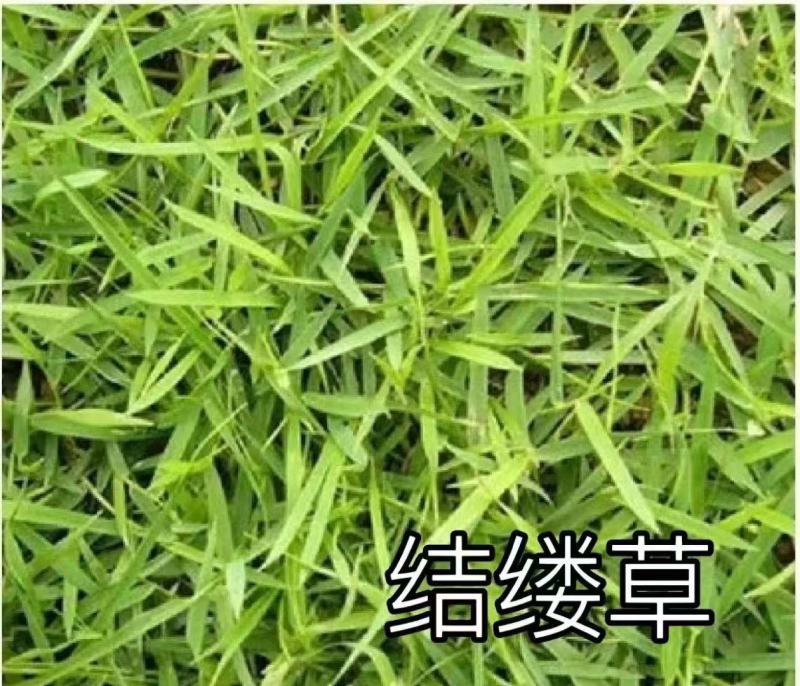 进口结缕草种子草坪草籽四季长青矮生耐践踏庭院足球场草种子