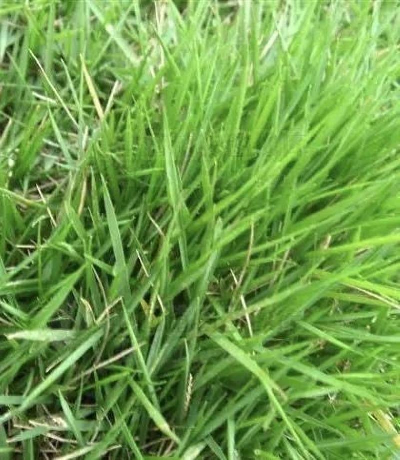 进口结缕草种子草坪草籽四季长青矮生耐践踏庭院足球场草种子