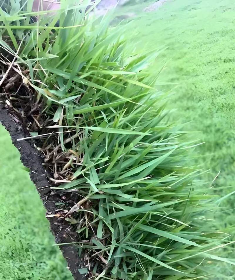 进口结缕草种子草坪草籽四季长青矮生耐践踏庭院足球场草种子