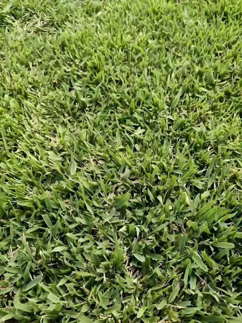 进口结缕草种子草坪草籽四季长青矮生耐践踏庭院足球场草种子